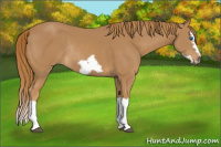 Horse Color:Chestnut Splash Frame Rabicano 