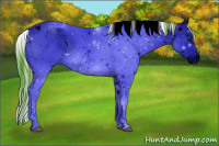 Horse Color:ERROR: UNKNOWN ANOMALY