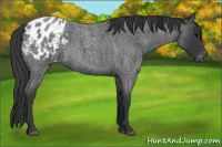 Horse Color:Blue Roan Appaloosa 