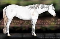 Horse Color:Chestnut Sabino