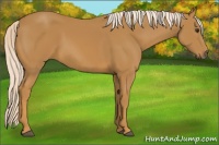 Horse Color:Palomino 