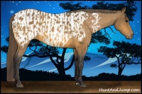 Horse Color:Buckskin  and Buckskin Blanket 