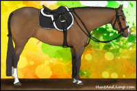 Horse Color:Buckskin Sabino 