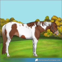 Horse Color:Chestnut Tobiano