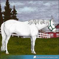 Horse Color:Cremello Appaloosa 