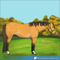 Horse Color:Buckskin 
