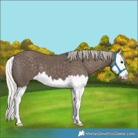Horse Color:Silver Black Splash