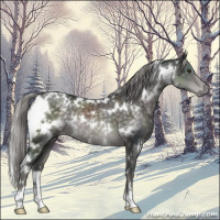Horse Color:Platinum White Spotted Chocolate Palomino 