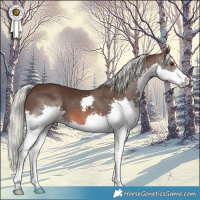 Horse Color:Liver Chestnut Mushroom Sabino Splash 