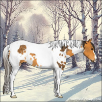 Horse Color:White Spotted Buckskin Tobiano 