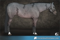 Horse Color:Brown Ice Dun Tobiano Rabicano 