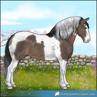 Horse Color:White Spotted Brown Dun Splash Tobiano 