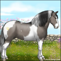 Horse Color:Grullo Splash Tobiano 