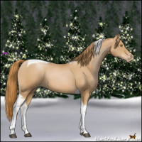 Horse Color:Chestnut Pearl Tobiano 