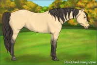 Horse Color:Buckskin Dun 