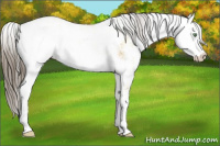 Horse Color:Amber Cream Champagne Sabino 