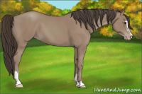 Horse Color:Classic Champagne Sabino