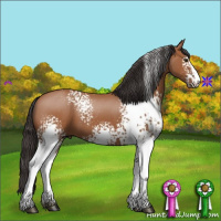 Horse Color:White Spotted Bay Sabino