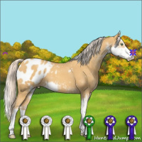 Horse Color:Gold Cream Champagne Sabino Appaloosa