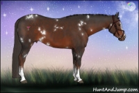 Horse Color:White Spotted Liver Chestnut 