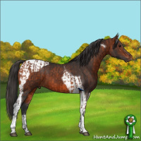Horse Color:Bay Tobiano  and Bay Tobiano 