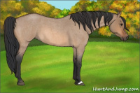 Horse Color:Bay Roan Dun 