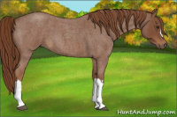 Horse Color:Red Roan 