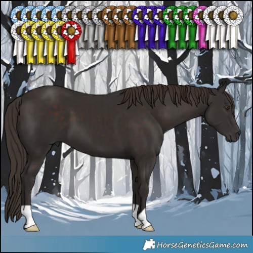 Horse Color:Liver Chestnut 