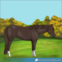 Horse Color:Liver Chestnut 