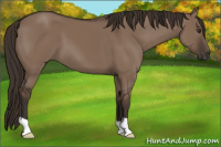 Horse Color:Liver Red Dun 