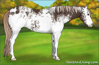 Horse Color:White Spotted Liver Chestnut Sabino Blanket 