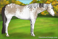 Horse Color:White Spotted Liver Red Dun Appaloosa Rabicano 