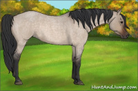 Horse Color:Bay Roan Dun