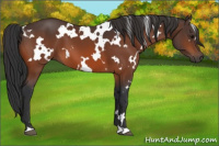 Horse Color:White Spotted Bay