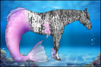 Horse Color:Black  and Black Appaloosa 