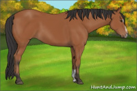 Horse Color:Bay Sabino 
