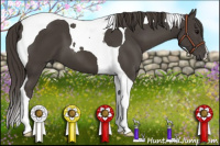 Horse Color:Smoky Black Tobiano