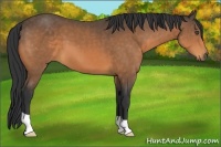 Horse Color:Buckskin 