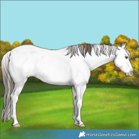 Horse Color:Classic Champagne Dun Sabino Splash 