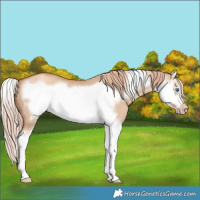Horse Color:Gold Champagne Dun Sabino Splash Frame 