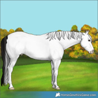 Horse Color:White Spotted Brown 