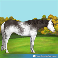 Horse Color:White Spotted Liver Chestnut Sabino Splash 