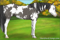 Horse Color:White Spotted Grullo Sabino Splash 