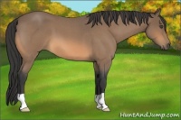 Horse Color:Buckskin Roan 
