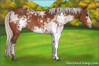 Horse Color:White Spotted Silver Bay Ice Rabicano 