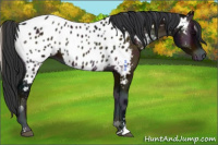 Horse Color:Midnight Bay Onyx Sabino Near Leopard 