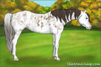 Horse Color:Classic Champagne Ice Splash Appaloosa 