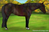 Horse Color:Midnight Bay Rabicano 
