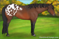 Horse Color:Bay Appaloosa 