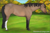 Horse Color:Brown Dun 
